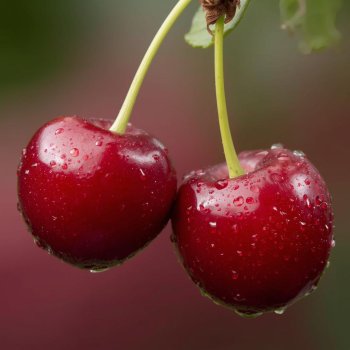 Cherry