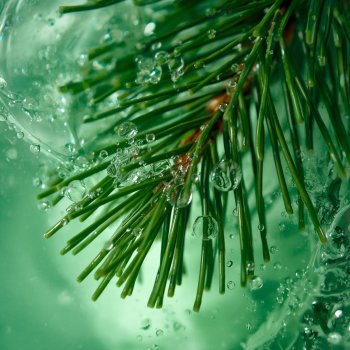 Fresh Pine Needle