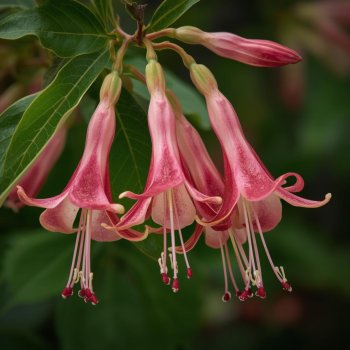 Honeysuckle for flowers