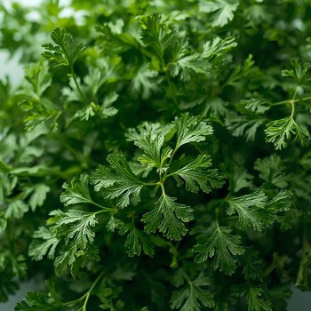 Parsley Fantasy