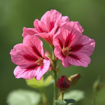 Rhose Geranium